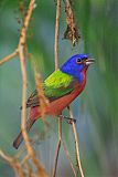 Painted Bunting